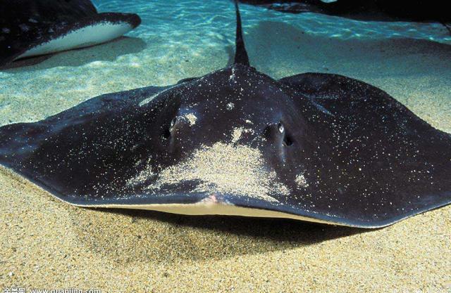 亚马孙河杀手排行榜