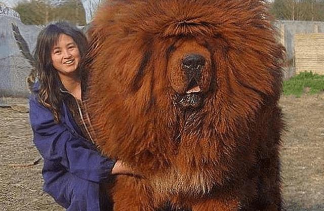 藏獒是世界上最古老的珍稀犬种之一,他是很多欧洲大型獒犬的祖先.