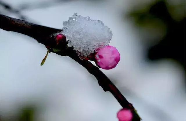 镇安三月春光好，山花烂漫雪花飘