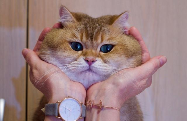 一只来自俄罗斯的网红大脸橘猫,怎么能长得这么可爱