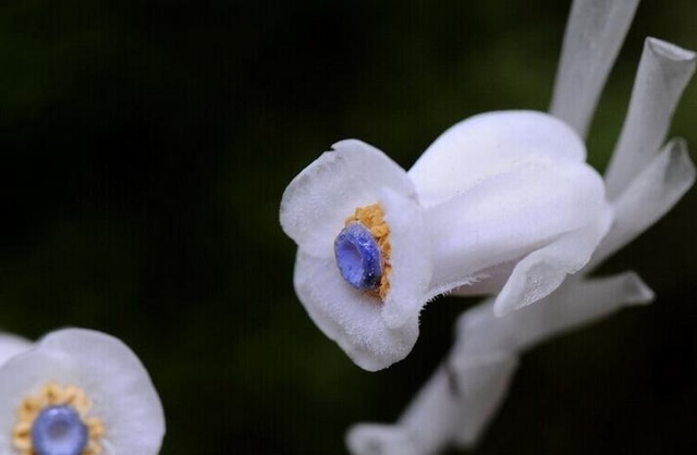 世界上最美的花，昙花、彼岸花都比不过它们
