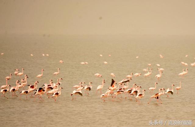 毛里塔尼亚到塞内加尔,陆路免签