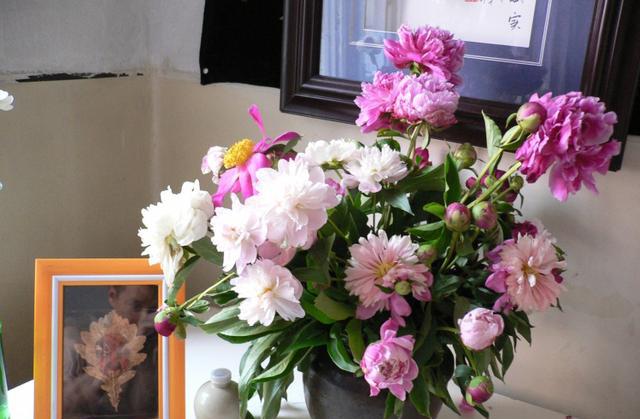 客厅摆放这些花,绣球花飞燕草银叶菊花语盘点