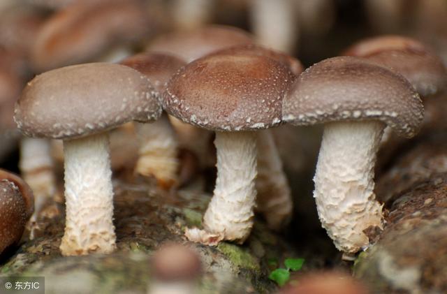 香菇营养丰富,但这两类人群最好不要吃