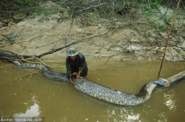 亚马孙河杀手排行榜