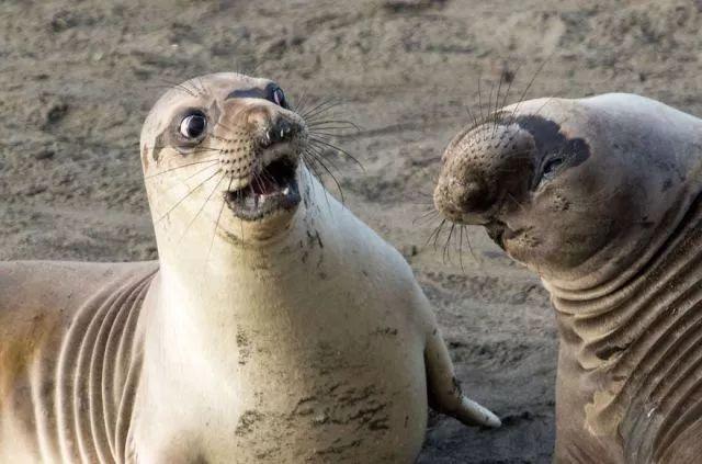 2017年最搞笑幽默的野生动物照片公布啦~看完可以开心