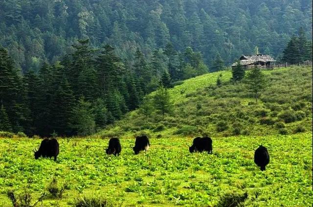 如果，有一个地方让你感受到世界的美好，也许那是丽江牦牛坪