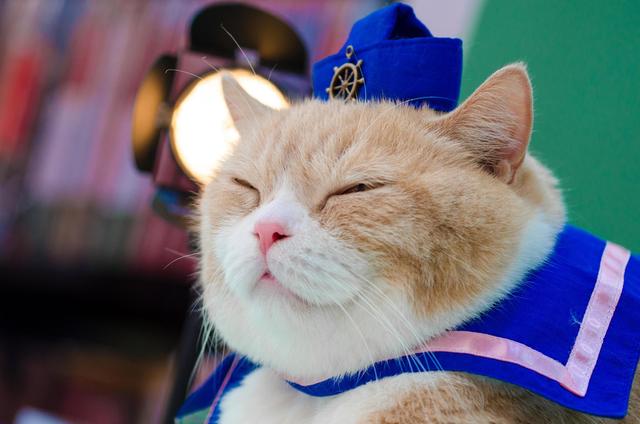 香港第一人气肥猫,尖东忌廉哥!
