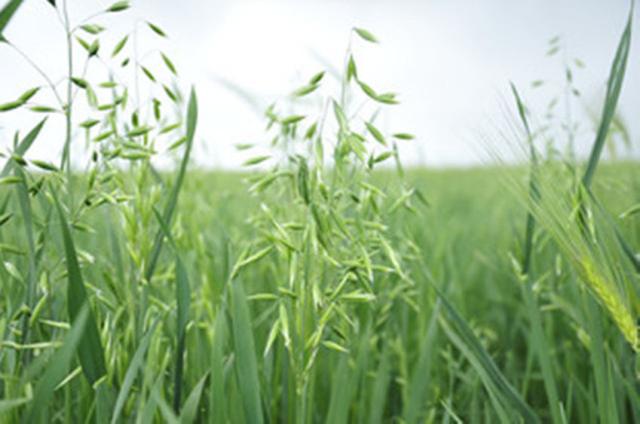 见到却不知道它的名字,长的像铃铛,现在却能治