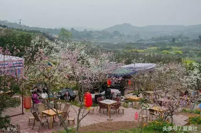 究竟什么样的养鸡模式最赚钱?这里有一种,你绝