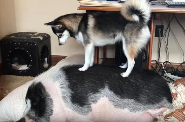 主人让二哈去叫宠物猪醒来,结果宠物猪连杀狗的心都有了,笑喷