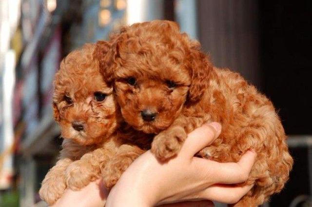 训练泰迪犬的最佳时间,你错过了吗?