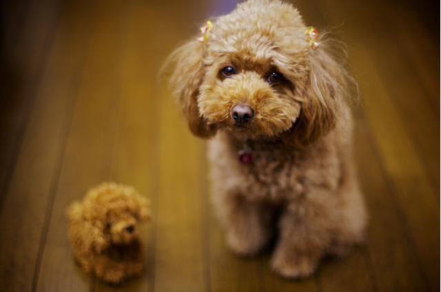 训练泰迪犬的最佳时间,你错过了吗?