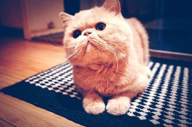 你说加菲猫是最受欢迎的？她却警告你千万不要养！