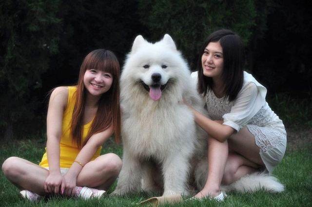 对陌生人最友善的狗排行前7名,让你出门遛狗轻