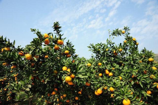 投资7亿提档中国柑橘城 忠县柑橘产业发展再添