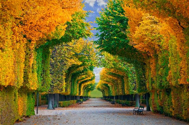 两棵树多想拥抱在一起,可惜它们之间人来人往