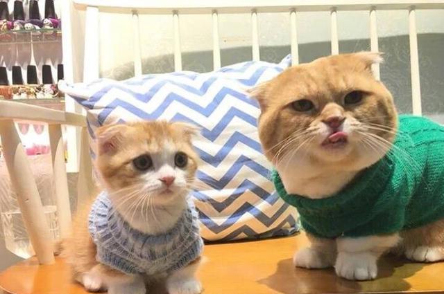 好像有人敲门,赶紧看看是谁!