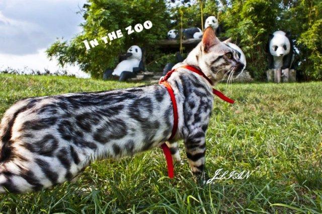 为什么这辈子一定要养一只孟加拉豹猫?