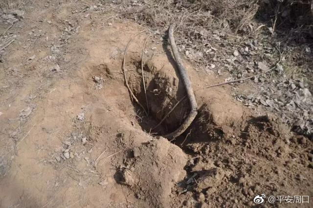 荷花路分局拘留一名盗割电缆男子