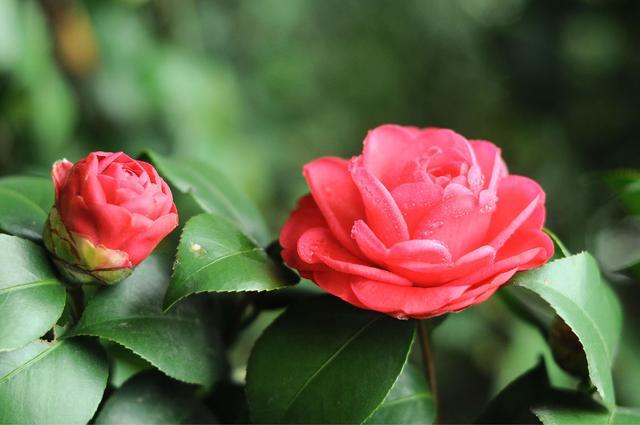 周末带你看周边十大名花, 广东23处赏花游推荐
