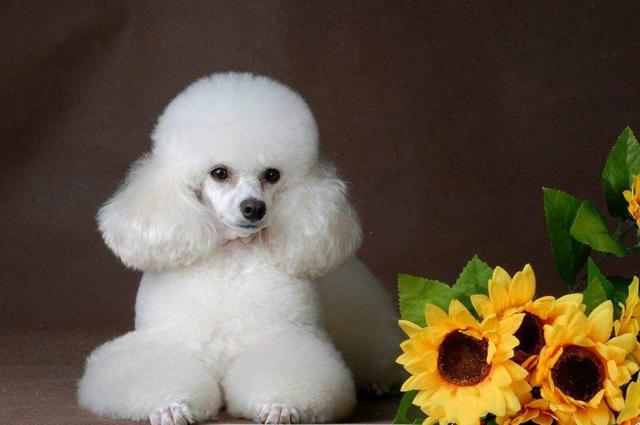 贵妇人这些是不是都是美少妇的