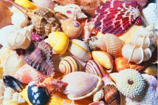贝类海鲜是指海洋生物贝类中,能够为人类食用且味道鲜美的贝类.