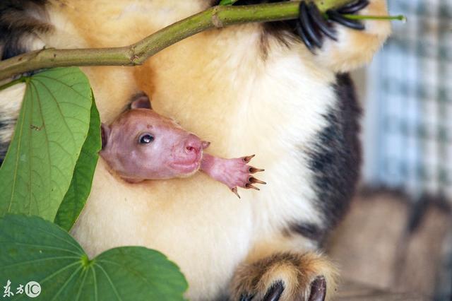 树袋鼠宝宝:妈妈是我的大棉袄,可暖和啦!