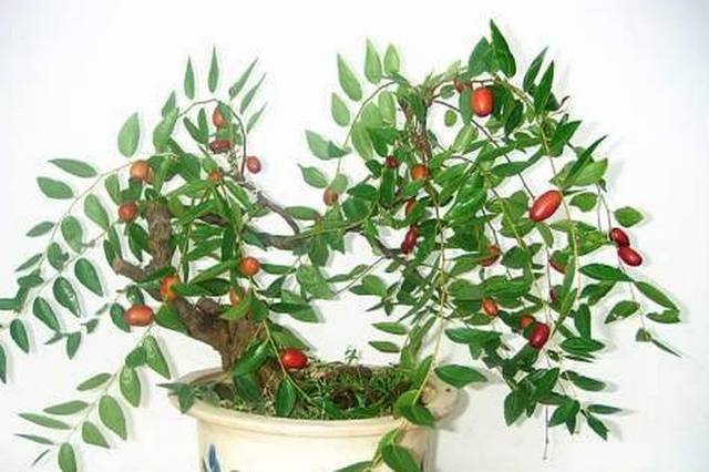 能种出会结菠萝蜜的水果盆栽也是厉害了,真想