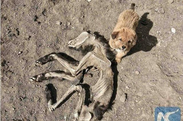 狗妈妈死了,小土狗日夜守护!母狗都风干了它依旧不离不弃