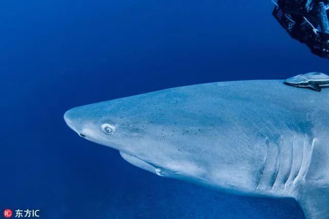 关岛、塞班岛及10年美签出新规,还有更多潜水