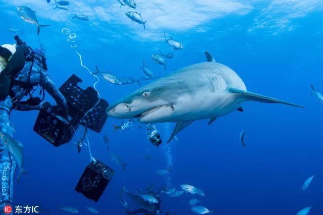 关岛、塞班岛及10年美签出新规,还有更多潜水