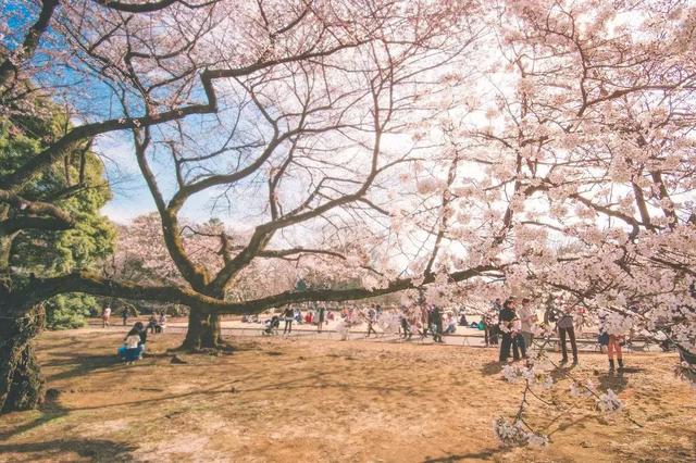 2018年日本樱花时间表,错过了就再等一年!