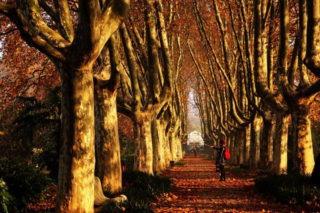 醉美南京|诗出梧桐秋入叶,梧桐秋梦醉金陵!