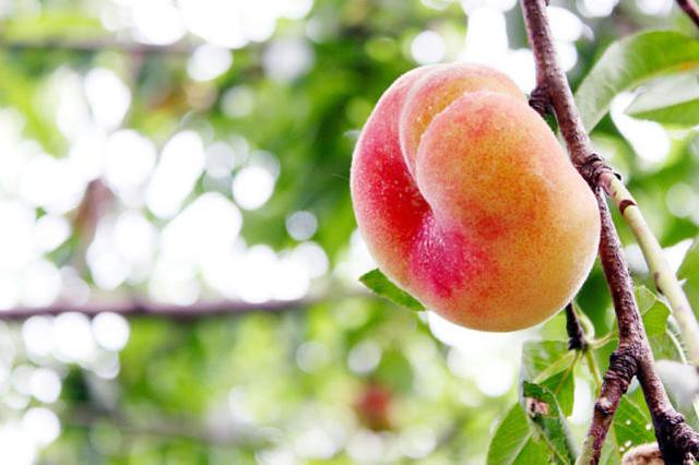 镇元子的人参果为何长得像婴儿?提示了神仙圈