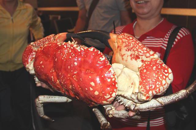 世界上个头最大的螃蟹,肉多油多又爽滑,身价比帝王蟹还贵