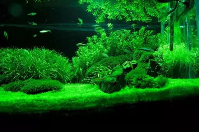家居水景丨1.5米草缸开缸造景教程