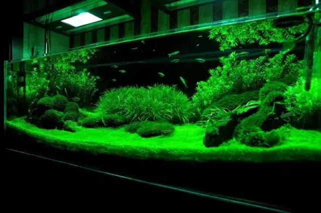 家居水景丨1.5米草缸开缸造景教程
