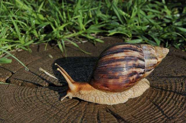 “入侵”我国的六大外来物种, 看看你为国家除害了几种?