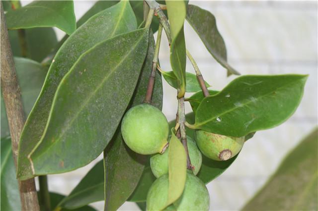 山上野生山竹快成熟了,酸甜可口会黏牙你吃过