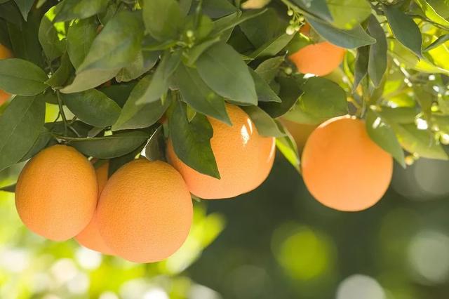 赣南脐橙、寻乌脐橙、红玉血橙…中国到底哪里