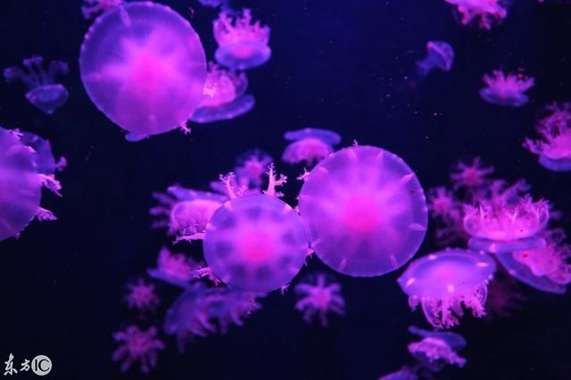 这样的水母你见过吗?真是美的让人窒息!