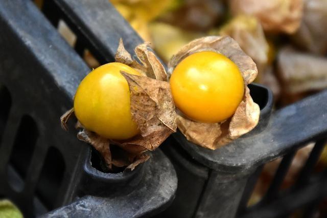 东北市场上的洋姑娘上市,6块钱一斤遭老爷们