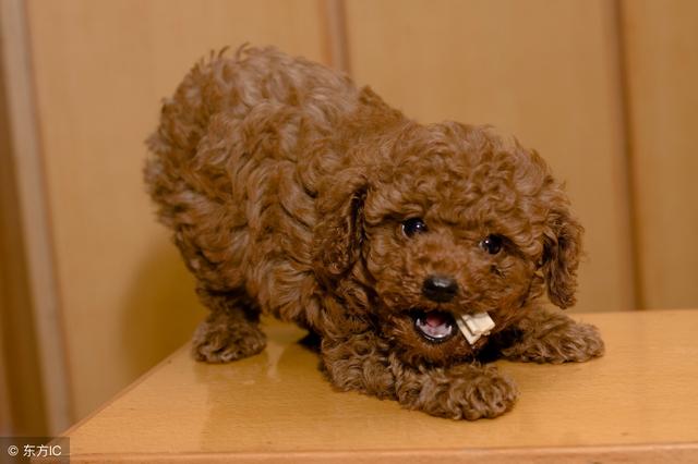 训练泰迪犬的最佳时间,你错过了吗?