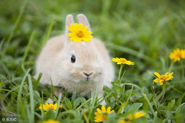 1975、87、99年属兔人的未来1年,你家有吗?还