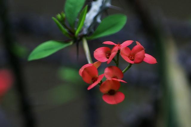 3个治疗痛风的小偏方,中医教你治疗痛风!