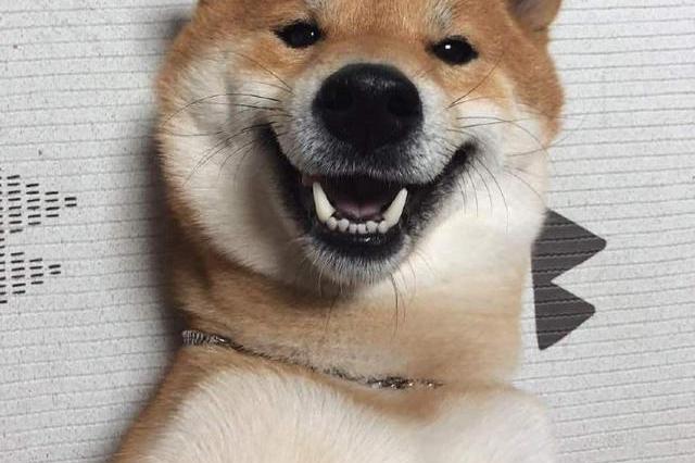 你再说一次表情柴犬忘忘搞笑图片东的西图片