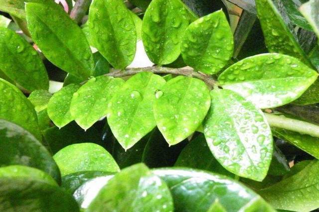 秋冬季节这样给金钱树施肥,绿植长得非常旺盛