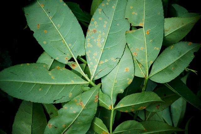 花椒树栽培技术 病害之花椒锈病