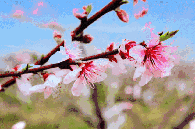 三生三世的缘份 清远十里桃花林 农夫庄园油菜花海